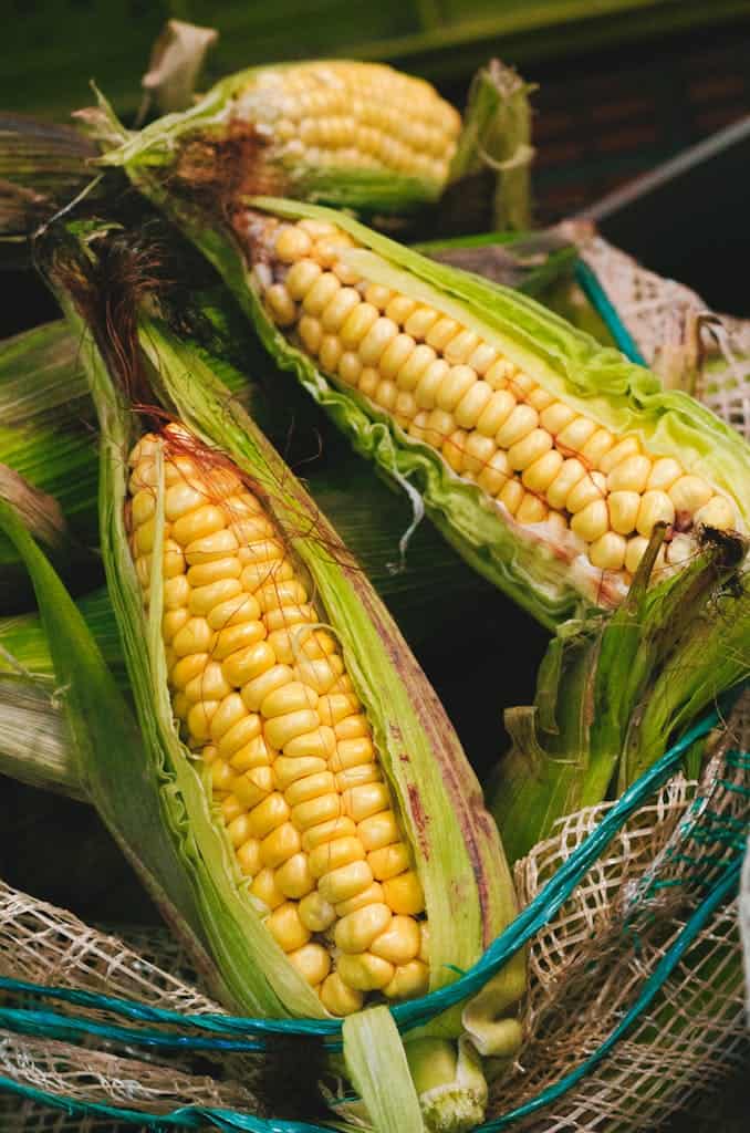 Close-Up Photo of Yellow Corn with Green Leaves
